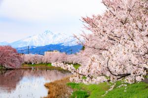 高田城址公園の桜（写真）