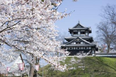 高田城の桜（写真）