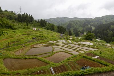 田植え後の水面が美しい中ノ俣の棚田（写真）