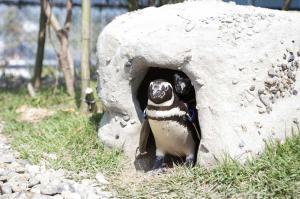 巣穴から出るマゼランペンギン（写真）