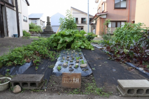 竹内さんの家庭菜園（写真）