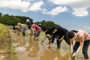 田植えの様子（写真）