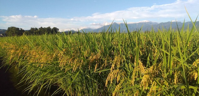 刈取前の稲穂の状況（写真）