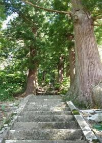山寺薬師大杉の写真