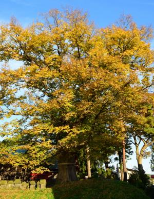 紅葉する今泉城跡の大ケヤキ（写真）