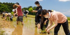 田植えの様子（写真）