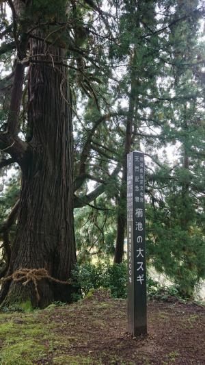 八幡神社境内から見た櫛池の大スギ（写真）