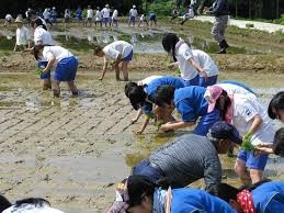 越後田舎体験での田植えの様子（写真）