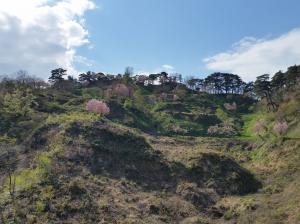 山桜が咲く春の春日山（写真）