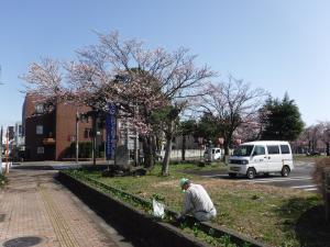 花壇と桜の花の様子（写真）