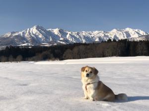 愛犬オラフ（写真）