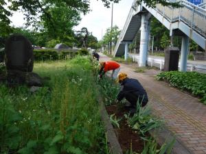 花壇西側の抜き取り作業の様子（写真）