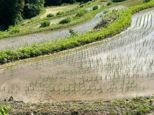 米づくりが行われている安塚区上船の棚田と畦　さらに拡大（写真）