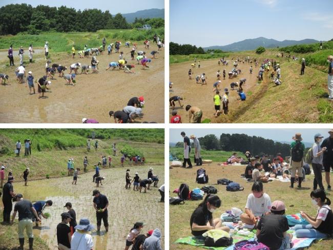 田植えの写真