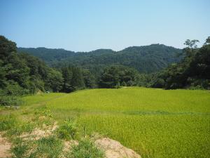 正善寺の棚田の風景（写真）