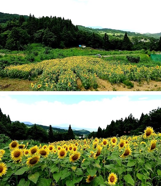 上久々野の休耕畑に植えられたヒマワリ（写真）