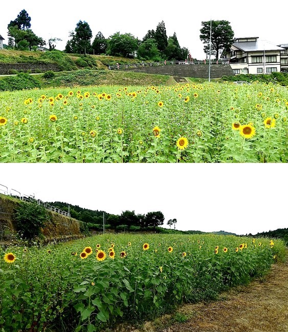下久々野のヒマワリ（写真）