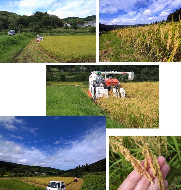 桑取地区の稲刈り風景写真