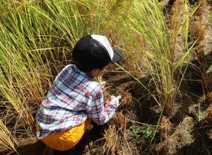 稲刈り体験中の子ども（写真）
