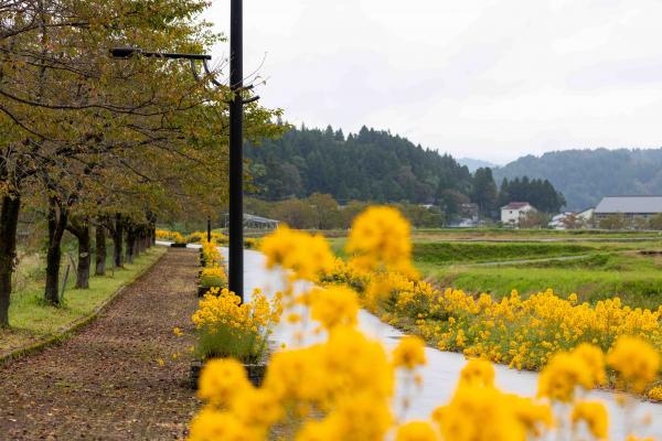 柳葉ひまわり（写真）