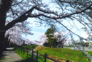 桜並木の様子（写真）