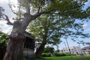 神明社大ケヤキ（写真）