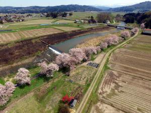 空からみた飯田川の桜並木（写真）