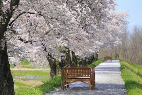 飯田川桜並木（写真）