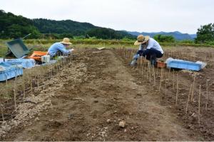 自然薯植付け作業の様子（写真）