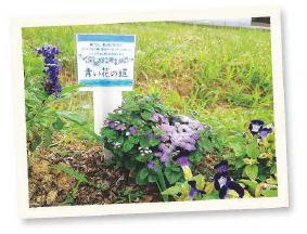 青い花の道（写真）