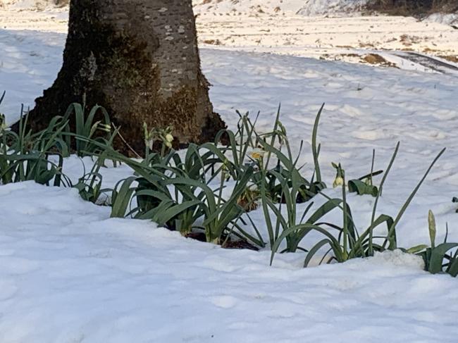 日本水仙の開花写真