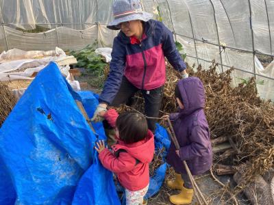 子どもたちと収穫する様子（写真）