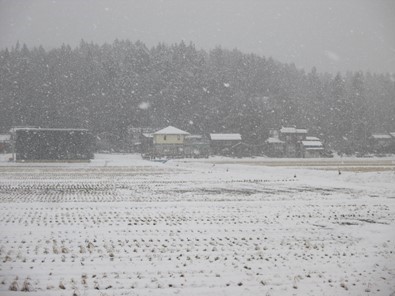 冬の作業場と麦のほ場写真