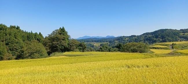 東横山の棚田風景