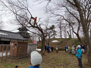 桜守が折れ枝を切断する様子（写真）