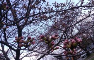 桜の花芽の様子（写真）