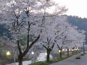 夕暮れ時のリバーサイドロード・桜並木の写真