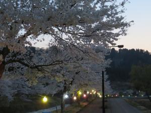 日没後のリバーサイドロード・桜並木の写真