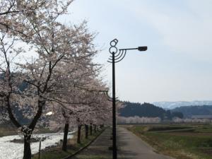 リバーサイドロード・桜並木と街灯の写真