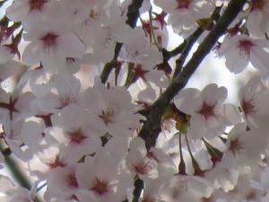 ソメイヨシノの花びら拡大写真1