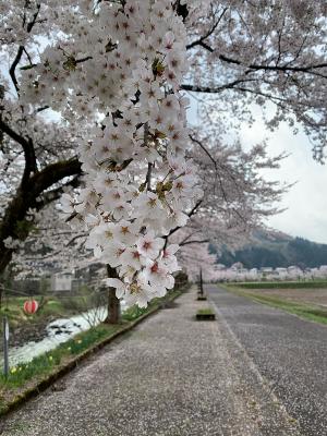 リバーサイドロード・桜並木の写真（花びら拡大）