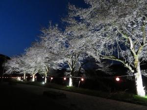 リバーサイドロード・桜並木　夜桜の様子（写真）