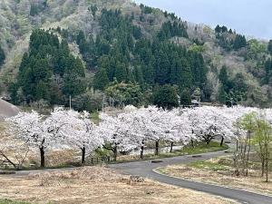 リバーサイドロードの桜並木（遠景写真）