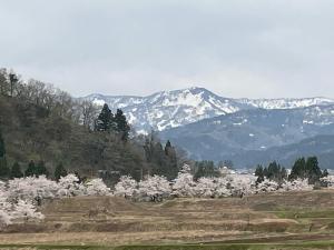 菱ケ岳の「雪形」と桜並木の写真