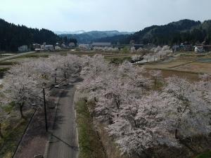 リバーサイドロード・桜並木の写真2（ドローン撮影）　農村公園付近