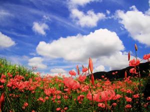 夏のオニユリの風景写真