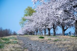 堤防の桜並木（写真）