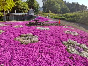 花柄シバザクラ（写真）