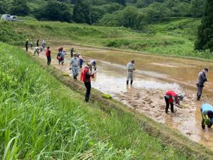 活動写真（田植え作業、俯瞰）