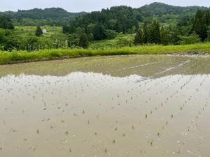 田植えの終わった棚田（写真）